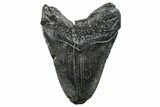 Fossil Megalodon Tooth - South Carolina #288210-1